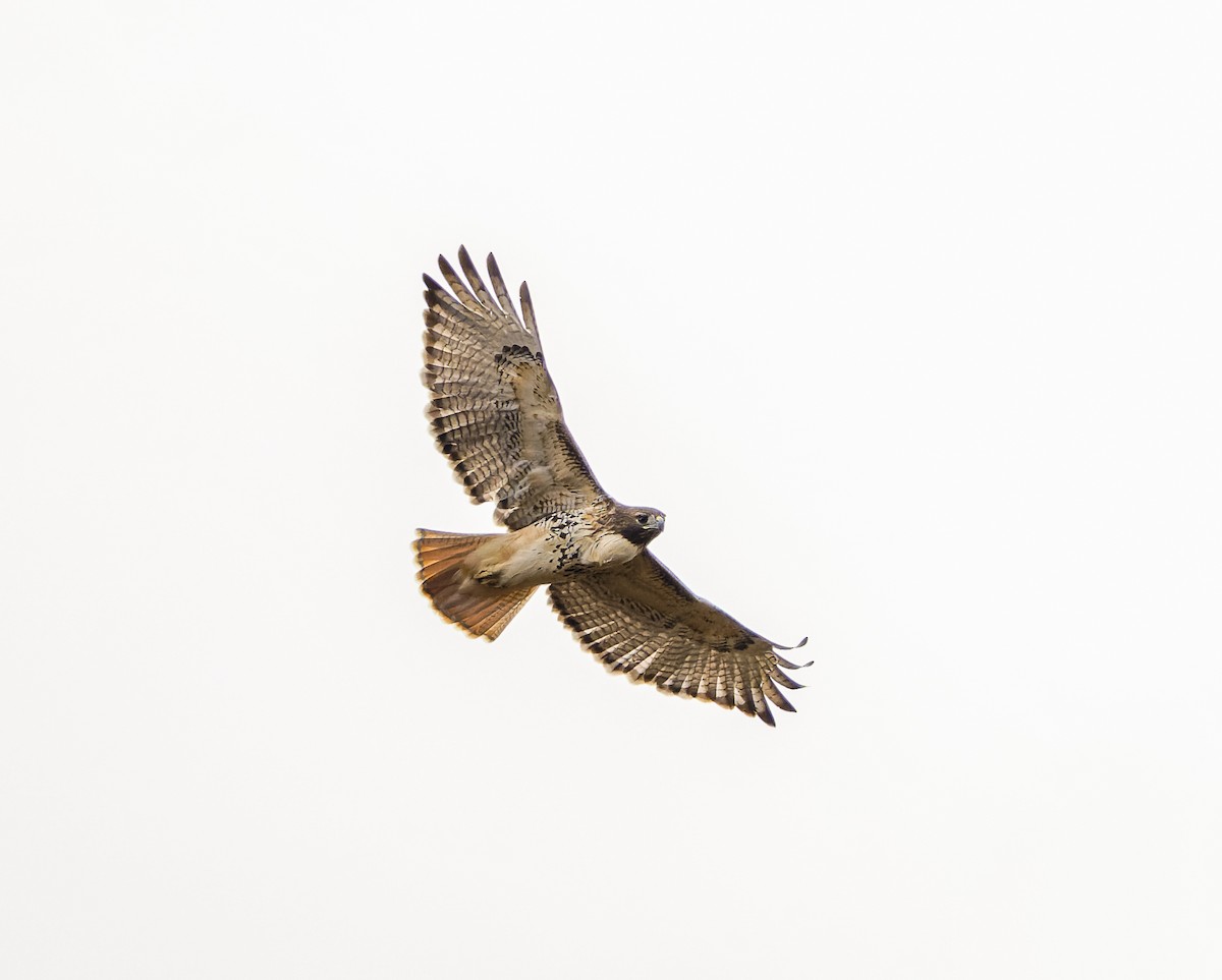 Red-tailed Hawk - ML644617679
