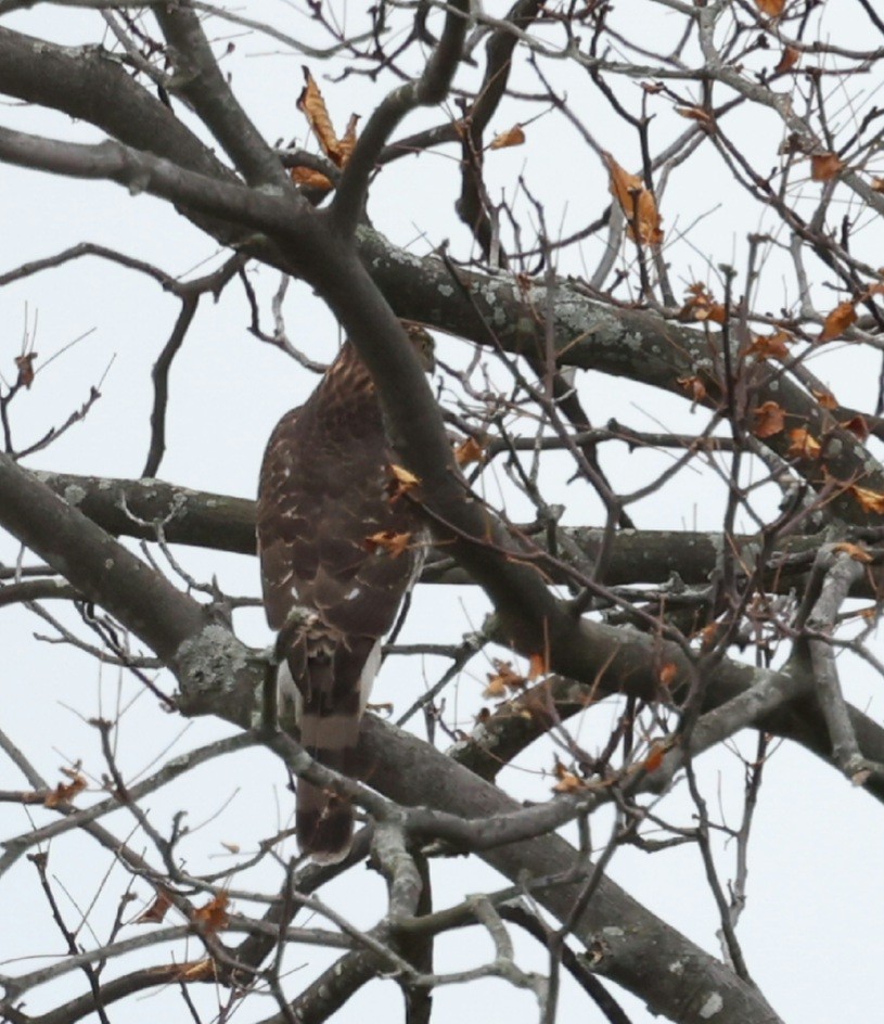 trostehauk - ML644617706