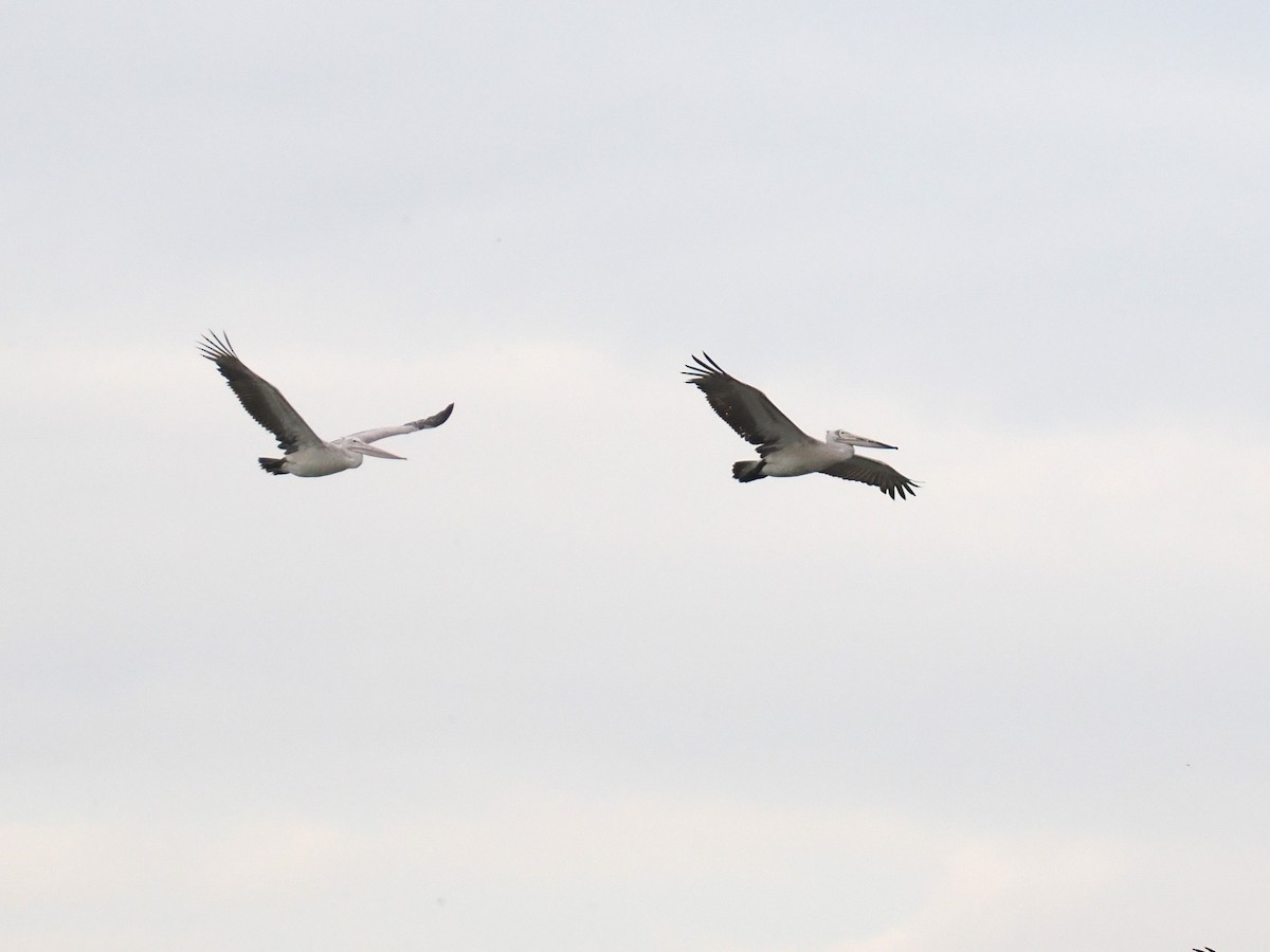 Pelícano Oriental - ML644617729