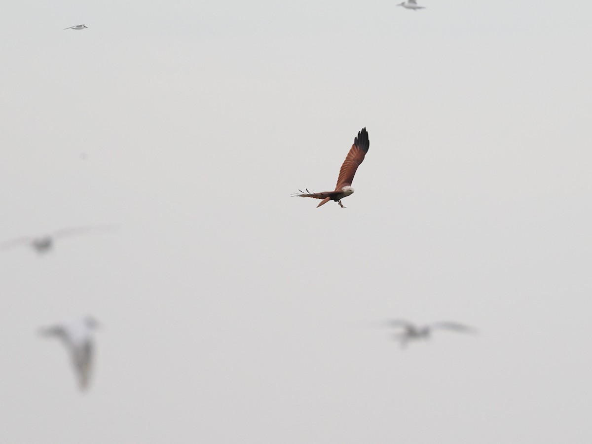 Brahman Çaylağı - ML644617761