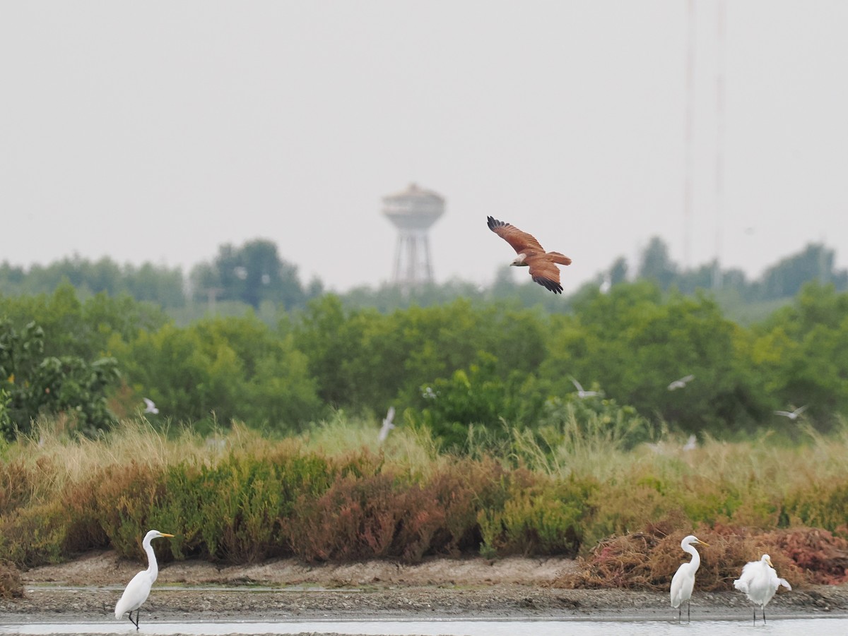 Brahman Çaylağı - ML644617762