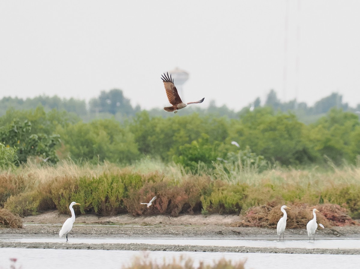 Brahman Çaylağı - ML644617763