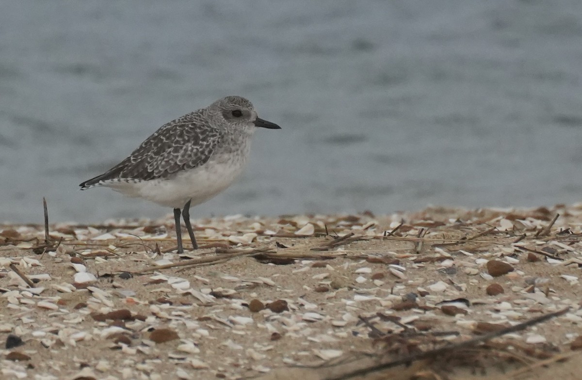 Gümüş Yağmurcun - ML644617770