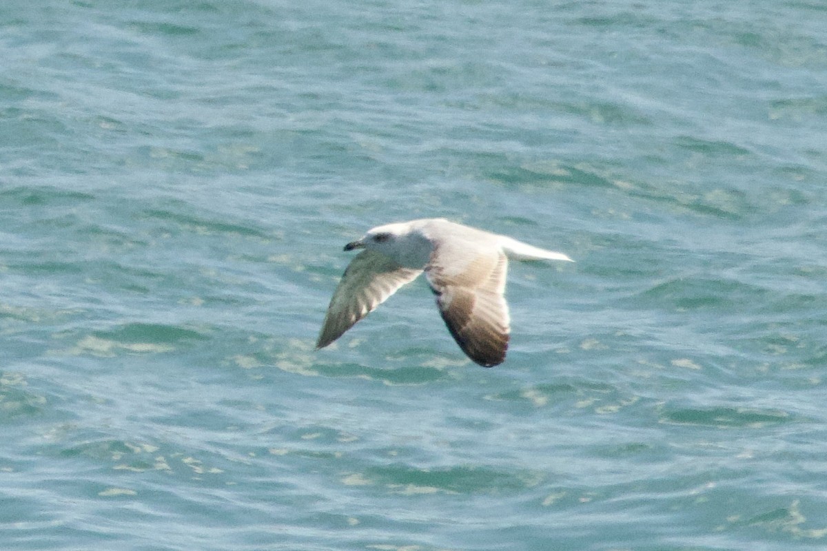 Gümüş Martı - ML644617772