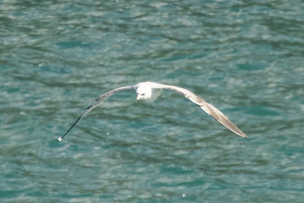 Gümüş Martı - ML644617775