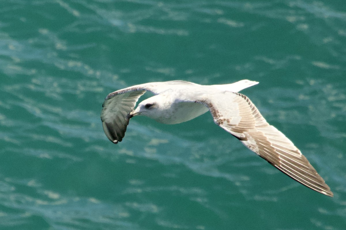 Gümüş Martı - ML644617776