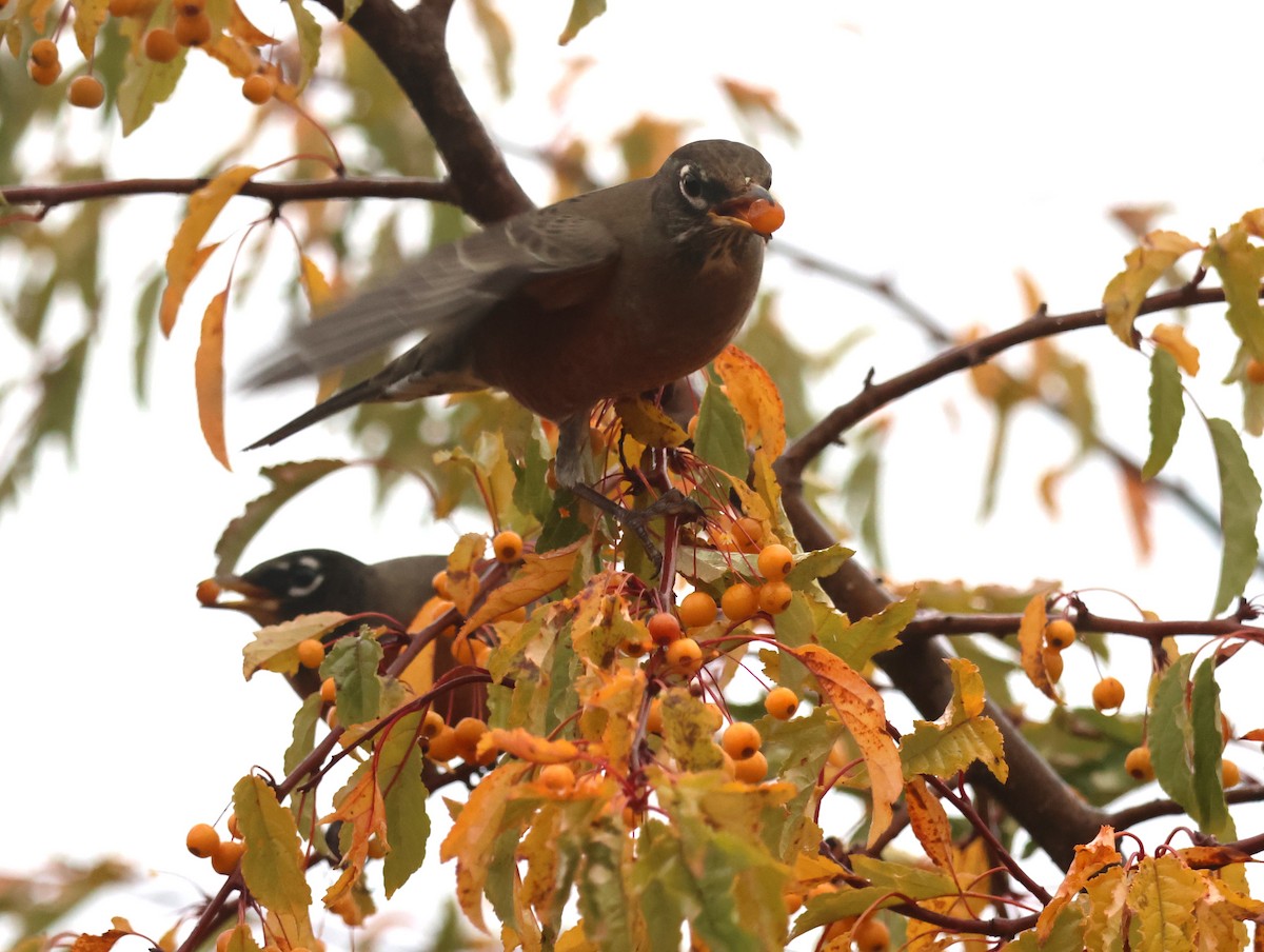 Göçmen Ardıç - ML644617781