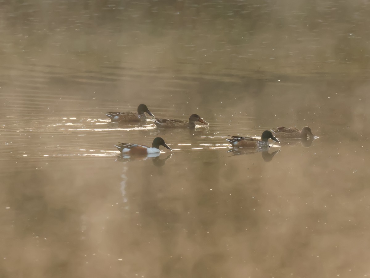 Kaşıkgaga - ML644617783