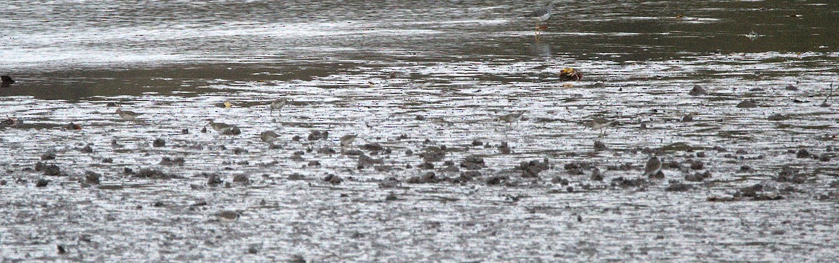 Çizgili Kumkuşu - ML644617789