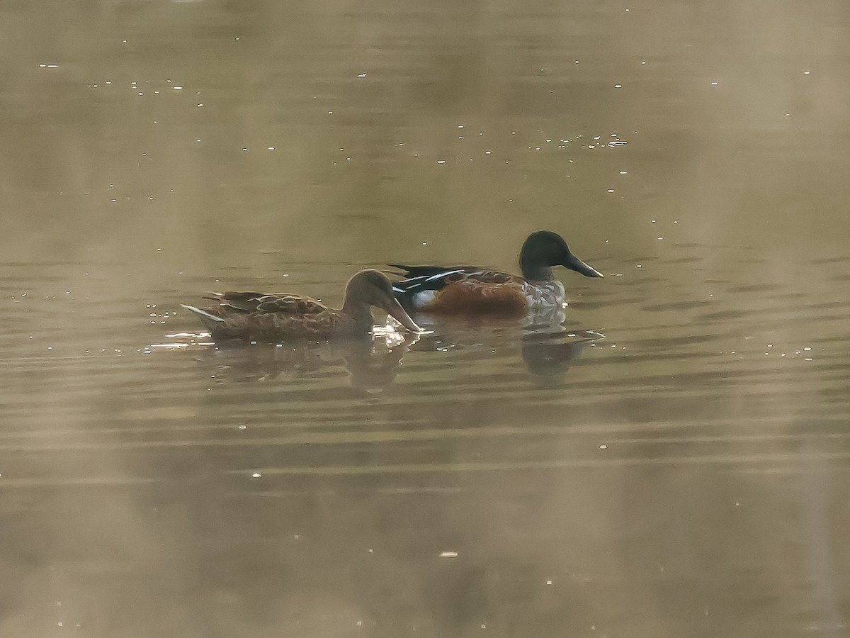 Kaşıkgaga - ML644617791