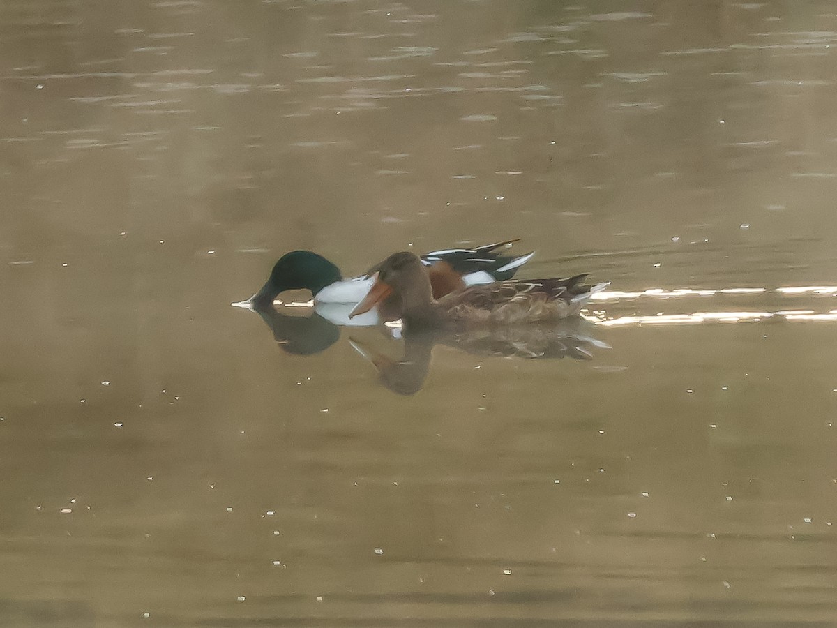 Kaşıkgaga - ML644617792