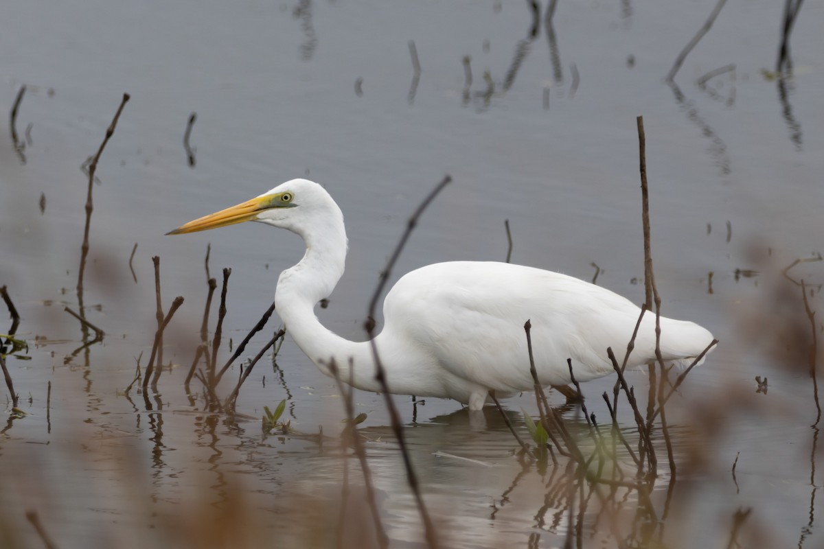 Büyük Ak Balıkçıl - ML644617796