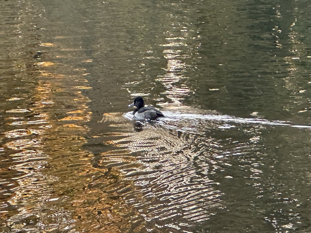 Halkalı Patka - ML644617799