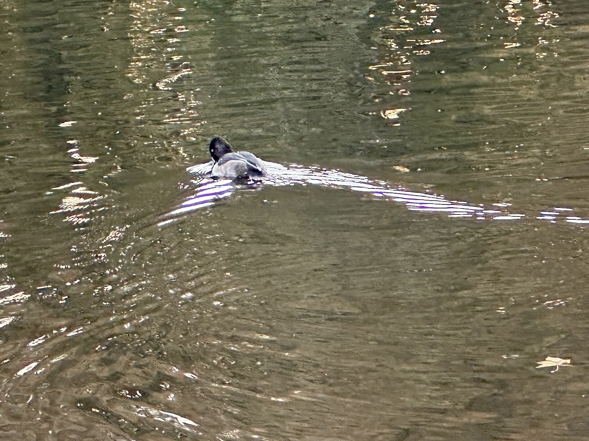 Halkalı Patka - ML644617800