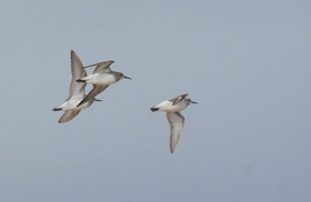 Alaska Kumkuşu - ML644617803