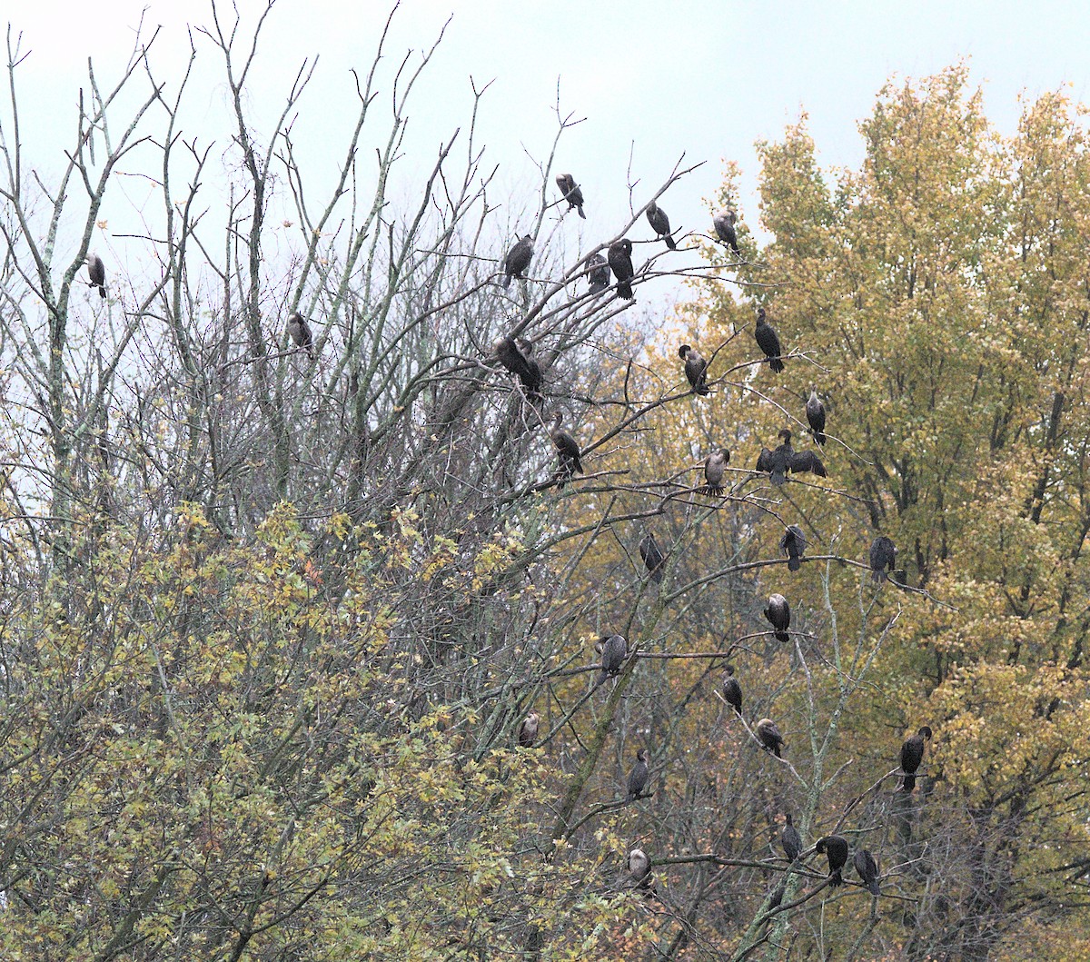 Kulaklı Karabatak - ML644617804