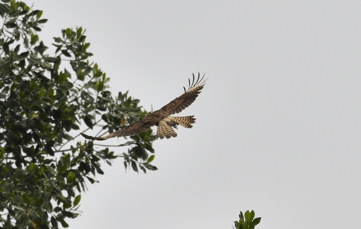 Sarı Başlı Karakara - ML644617805