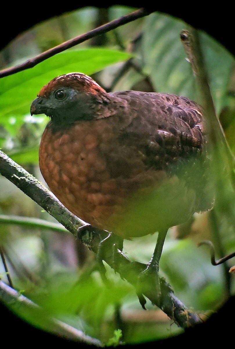 Schwarzohrwachtel - ML644617816