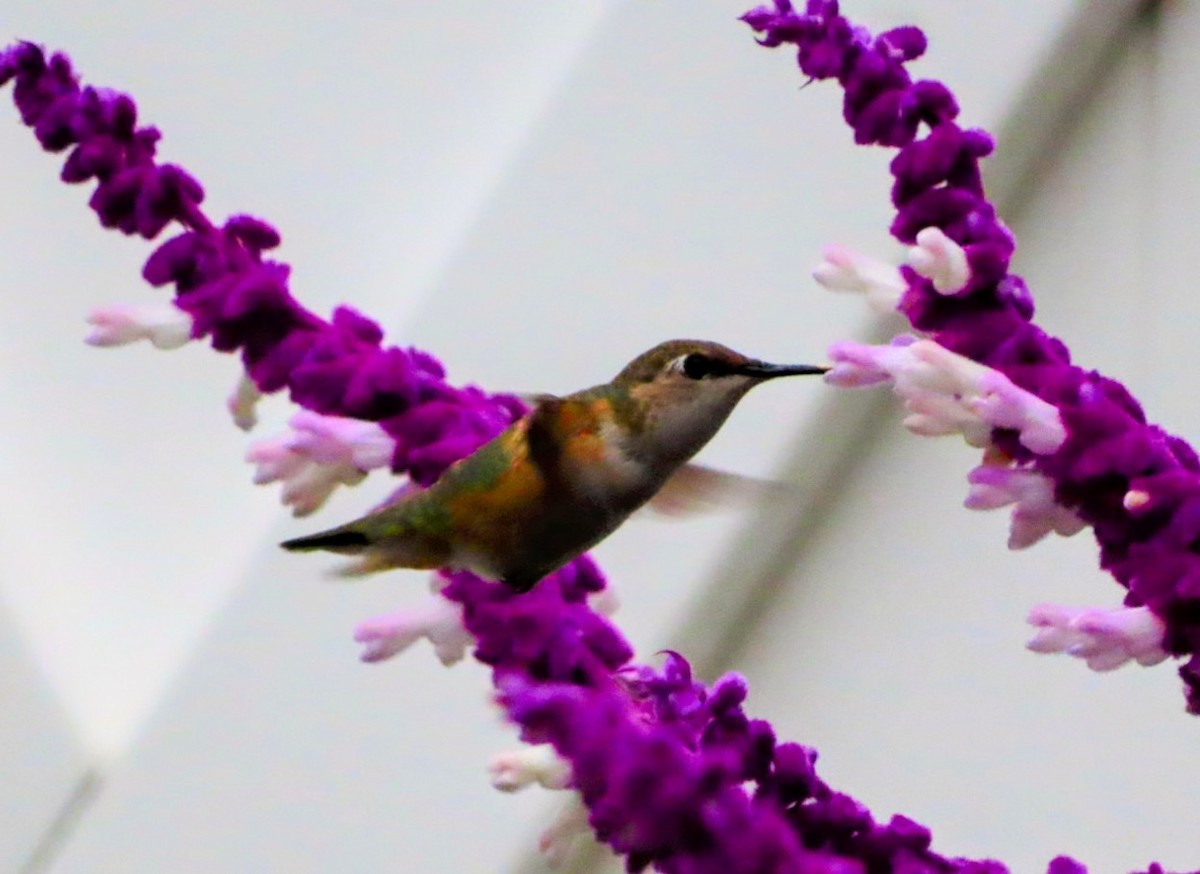 ML644617830 - Rufous Hummingbird - Macaulay Library
