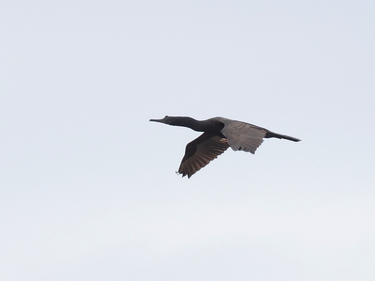 Gaviota Centroasiática - ML644617848