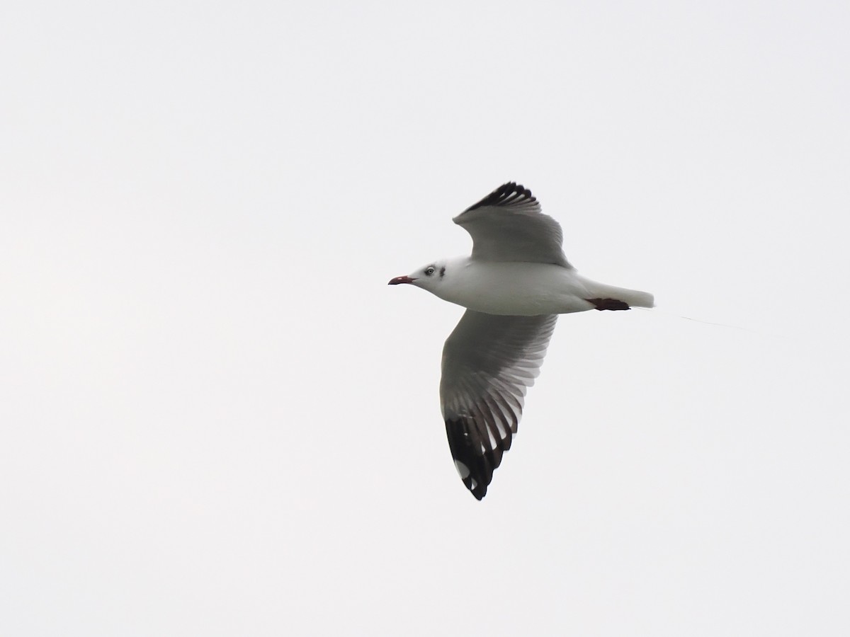 Gaviota Centroasiática - ML644617849