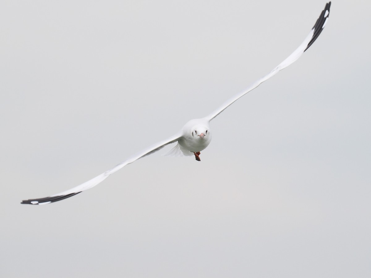 Gaviota Centroasiática - ML644617851