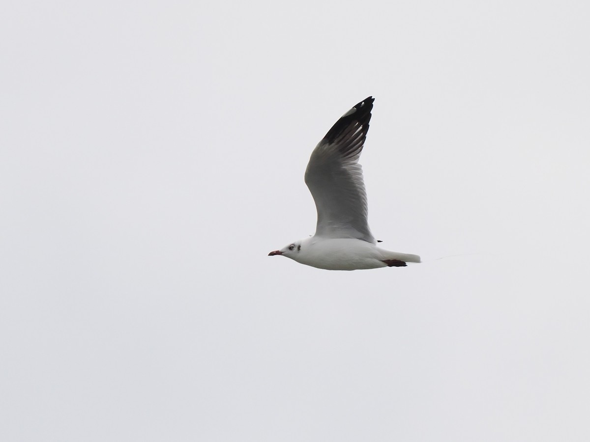 Gaviota Centroasiática - ML644617852