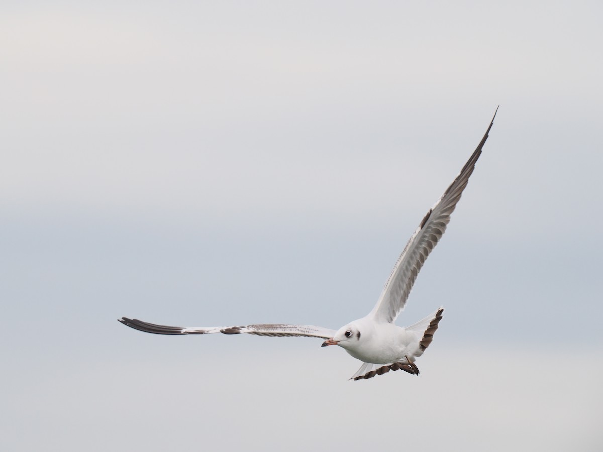 Gaviota Centroasiática - ML644617854