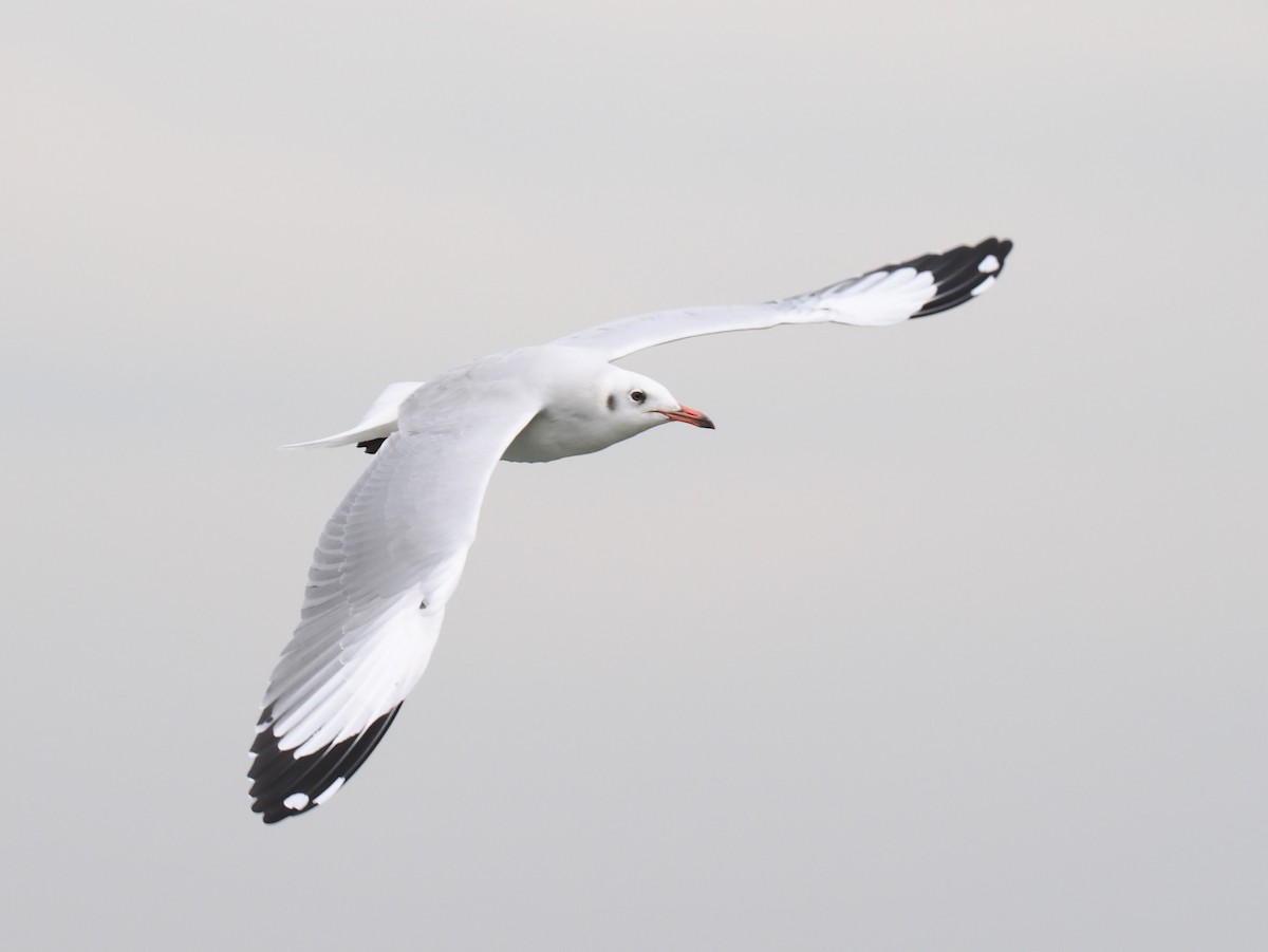 Gaviota Centroasiática - ML644617859