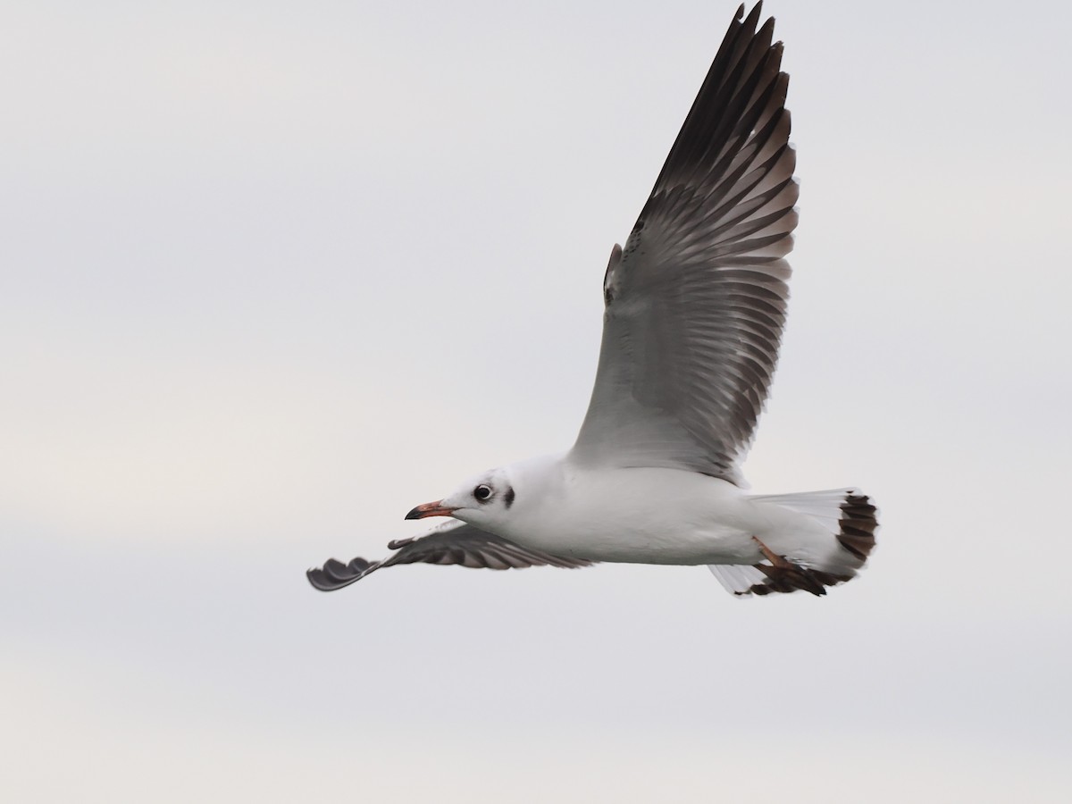 Gaviota Centroasiática - ML644617860