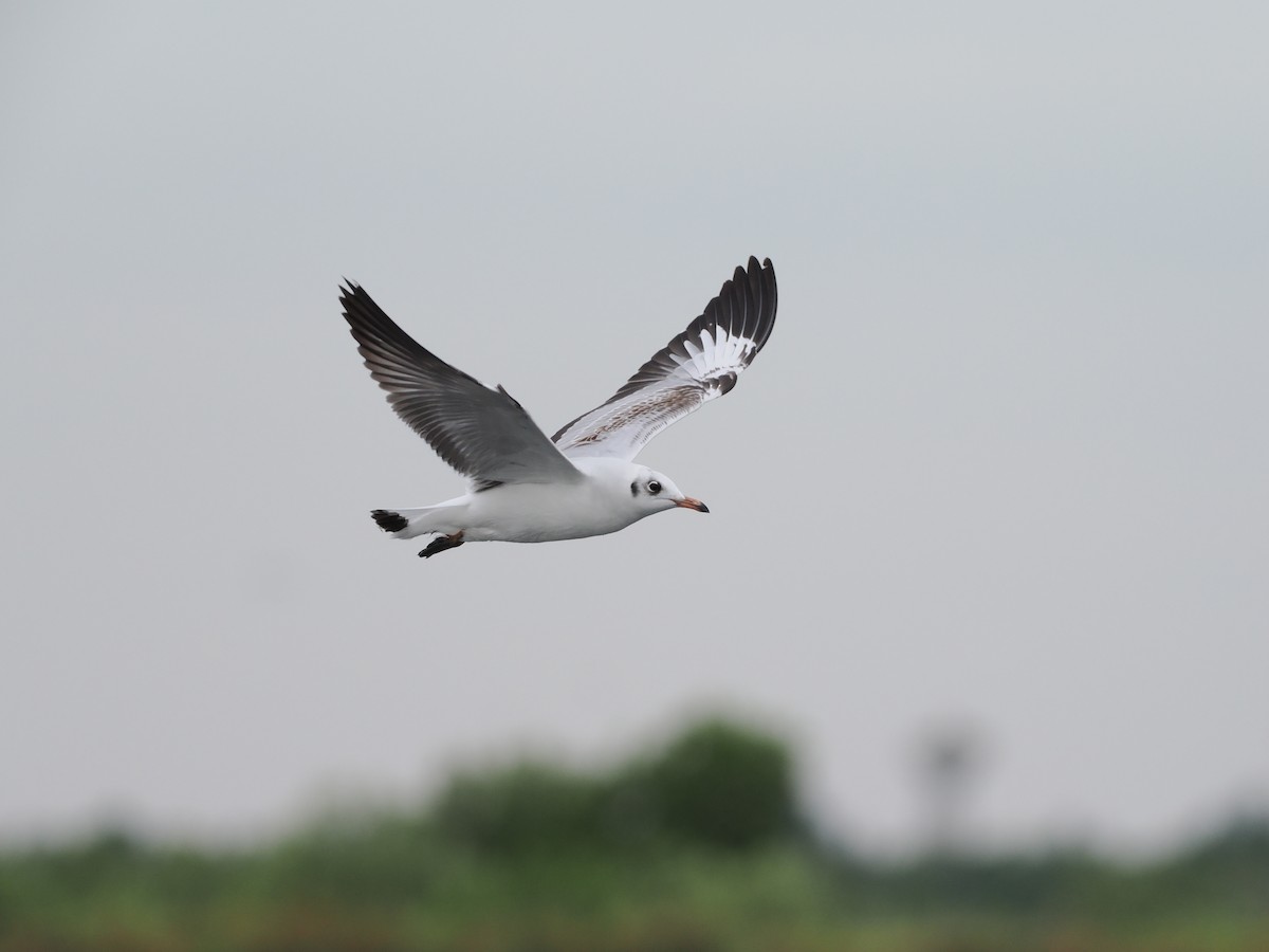 Gaviota Centroasiática - ML644617861