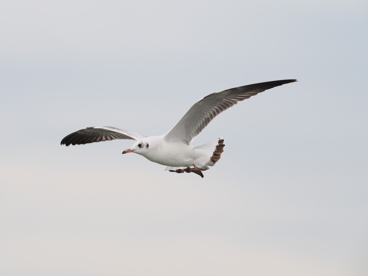 Gaviota Centroasiática - ML644617862