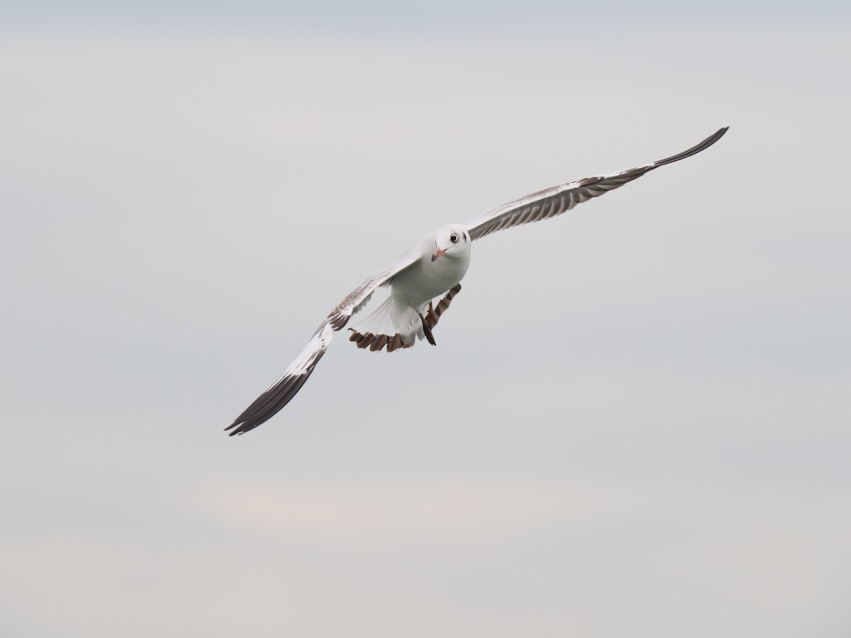 Gaviota Centroasiática - ML644617863