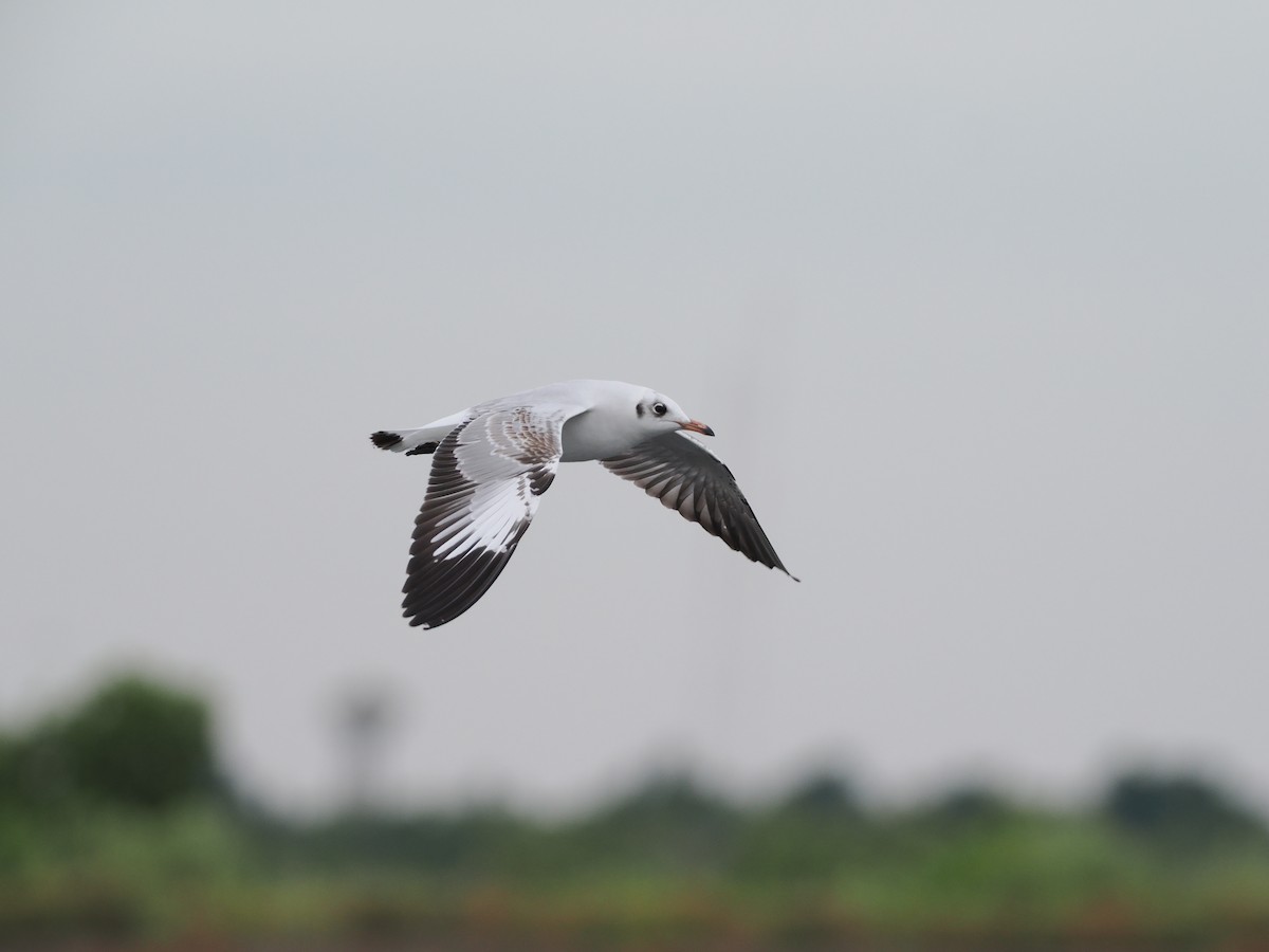 Gaviota Centroasiática - ML644617866