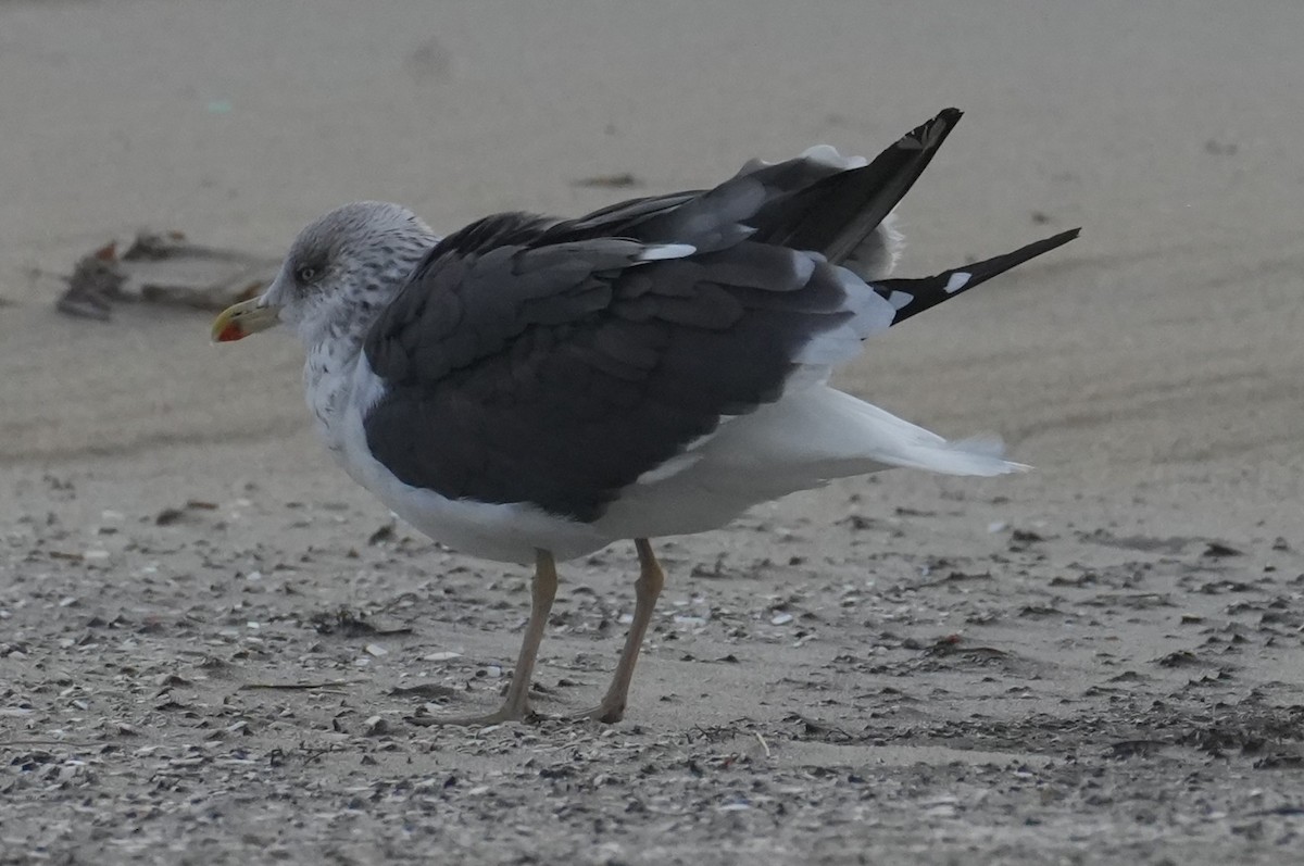 Heringsmöwe - ML644617868