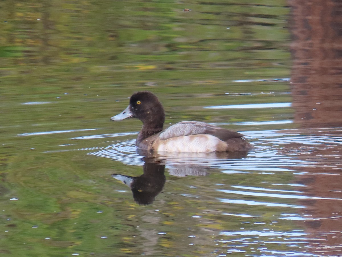 Lesser Scaup - ML644617876