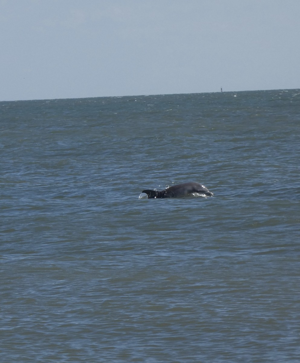 Animals - ML644617879