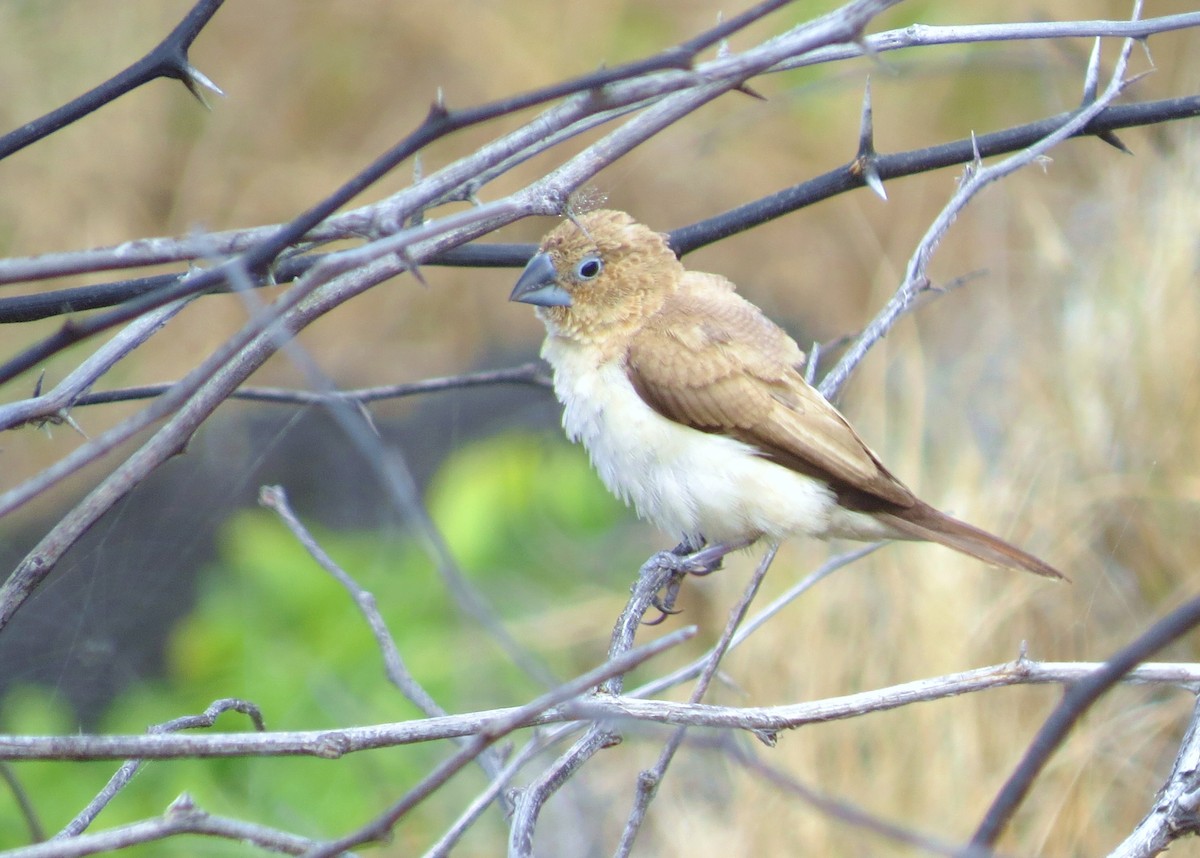 savannesølvnebb - ML644617888