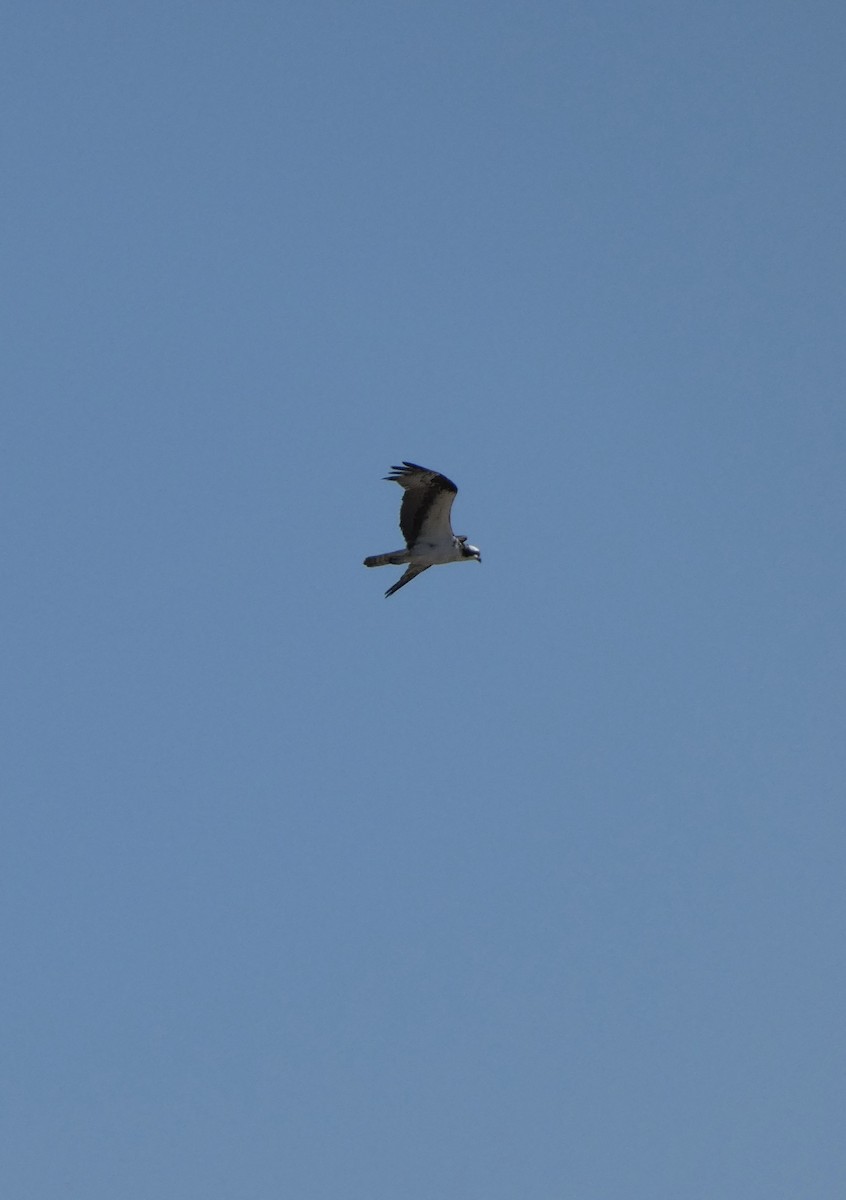 Osprey - ML644617895