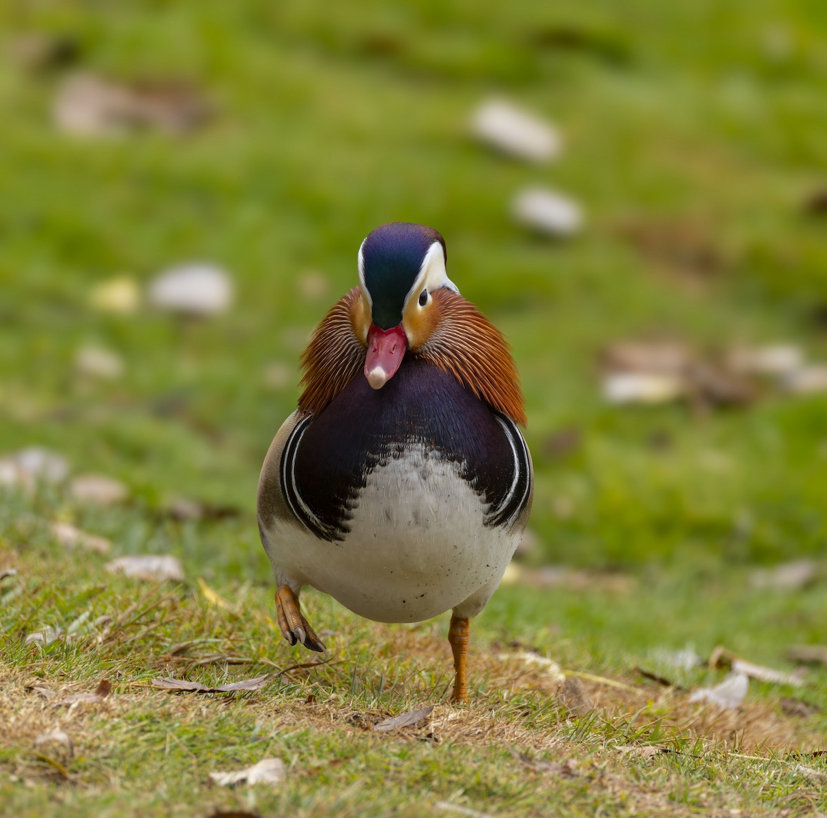 Mandarin Duck - ML644617896