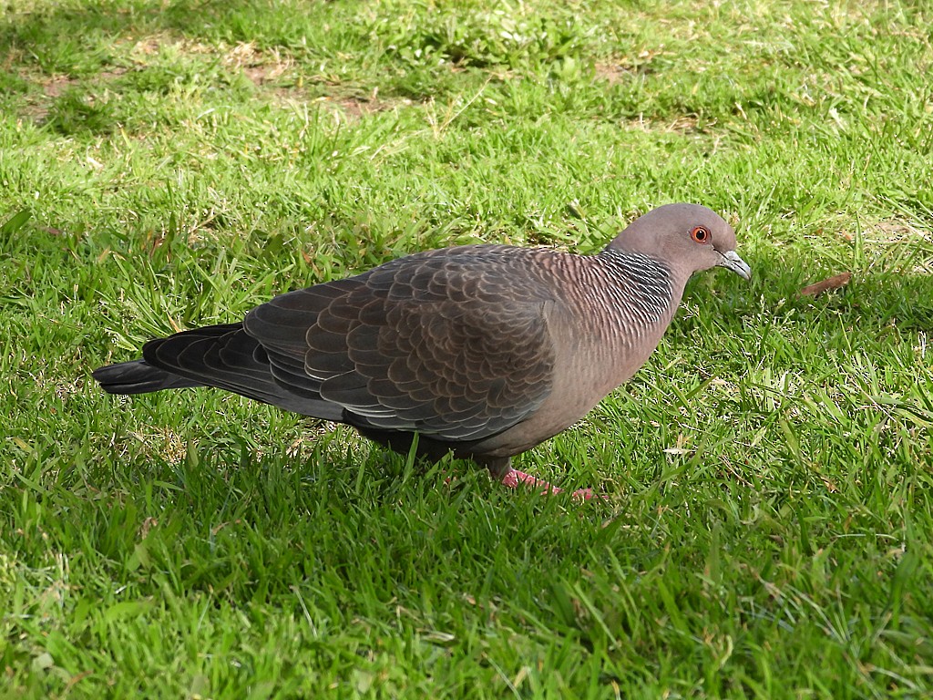 Темнохвостый голубь - ML644617897