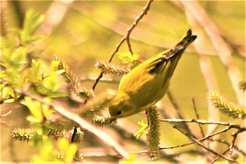 Tibetan Serin - ML644617905