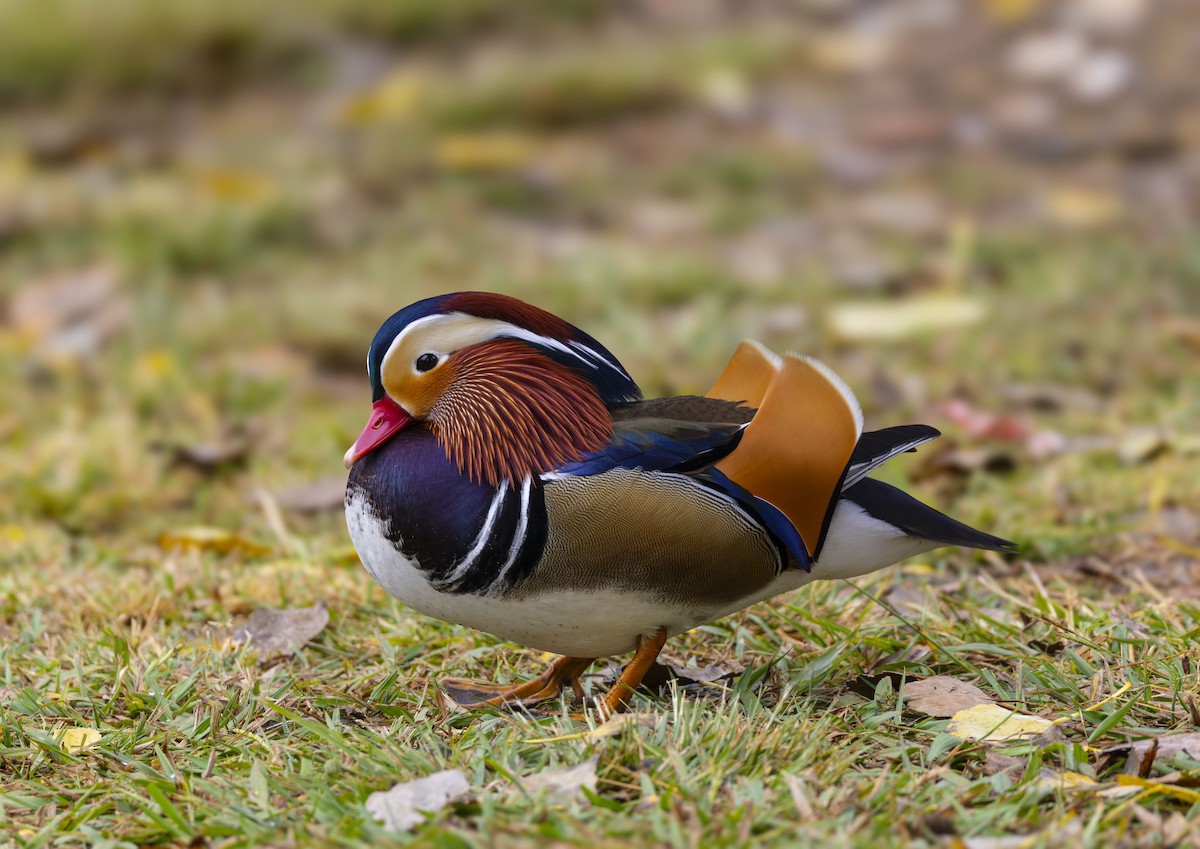 Mandarin Duck - ML644617906