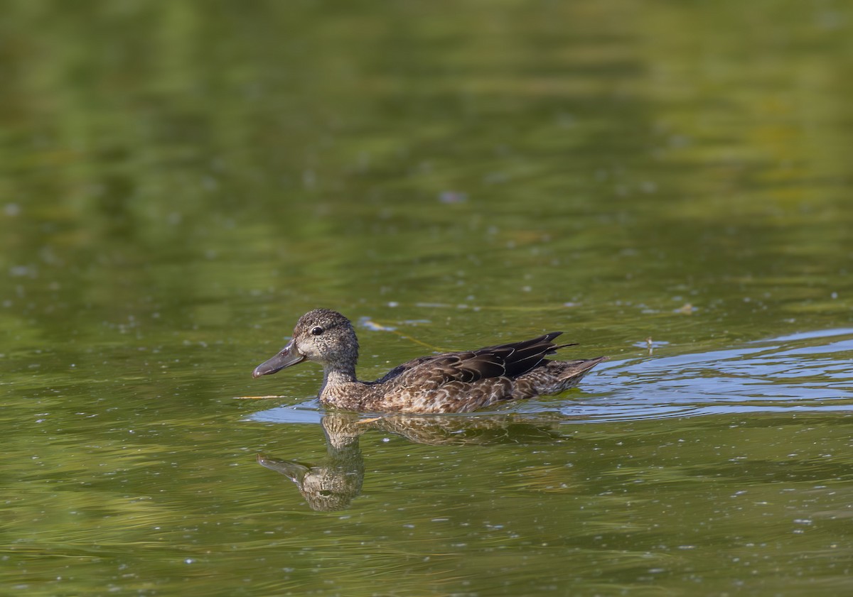 Blauflügelente - ML644617911