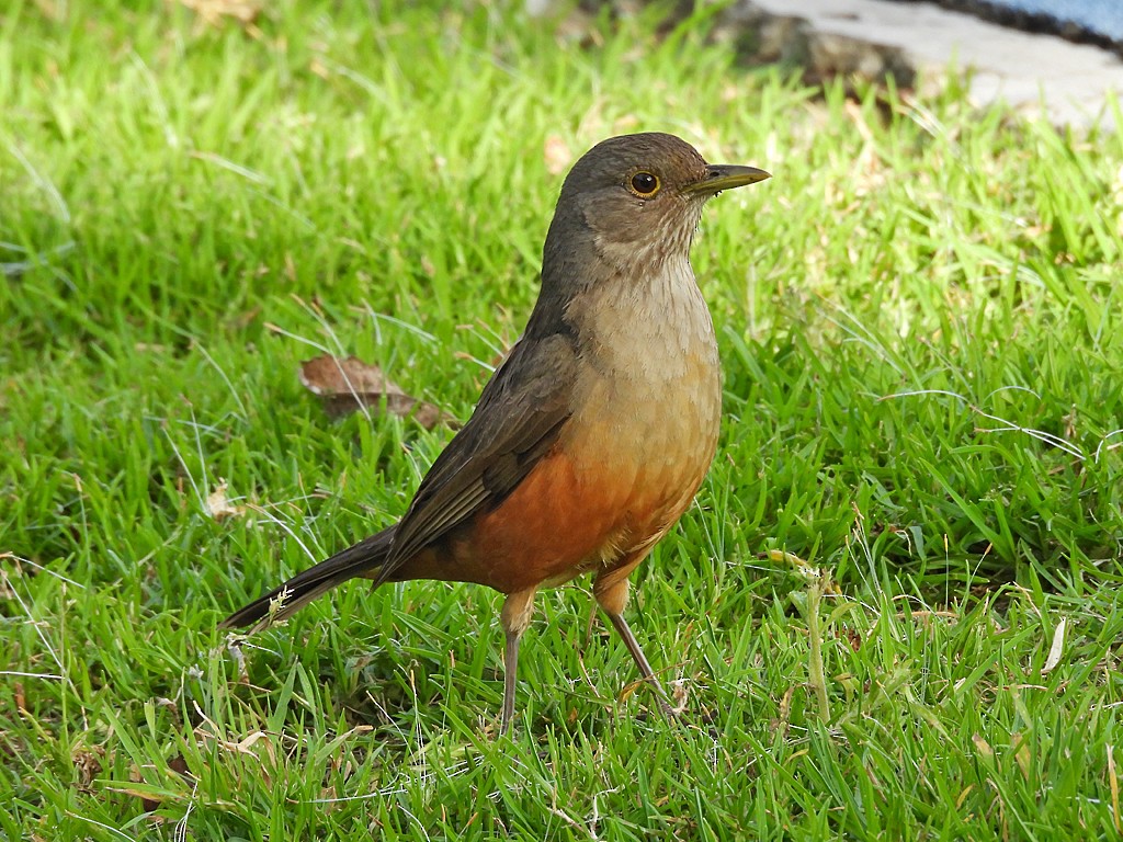 Rufous-bellied Thrush - ML644617926