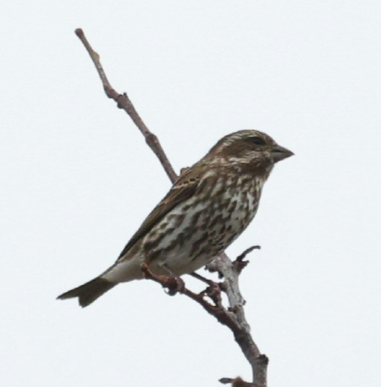Purple Finch - ML644617931