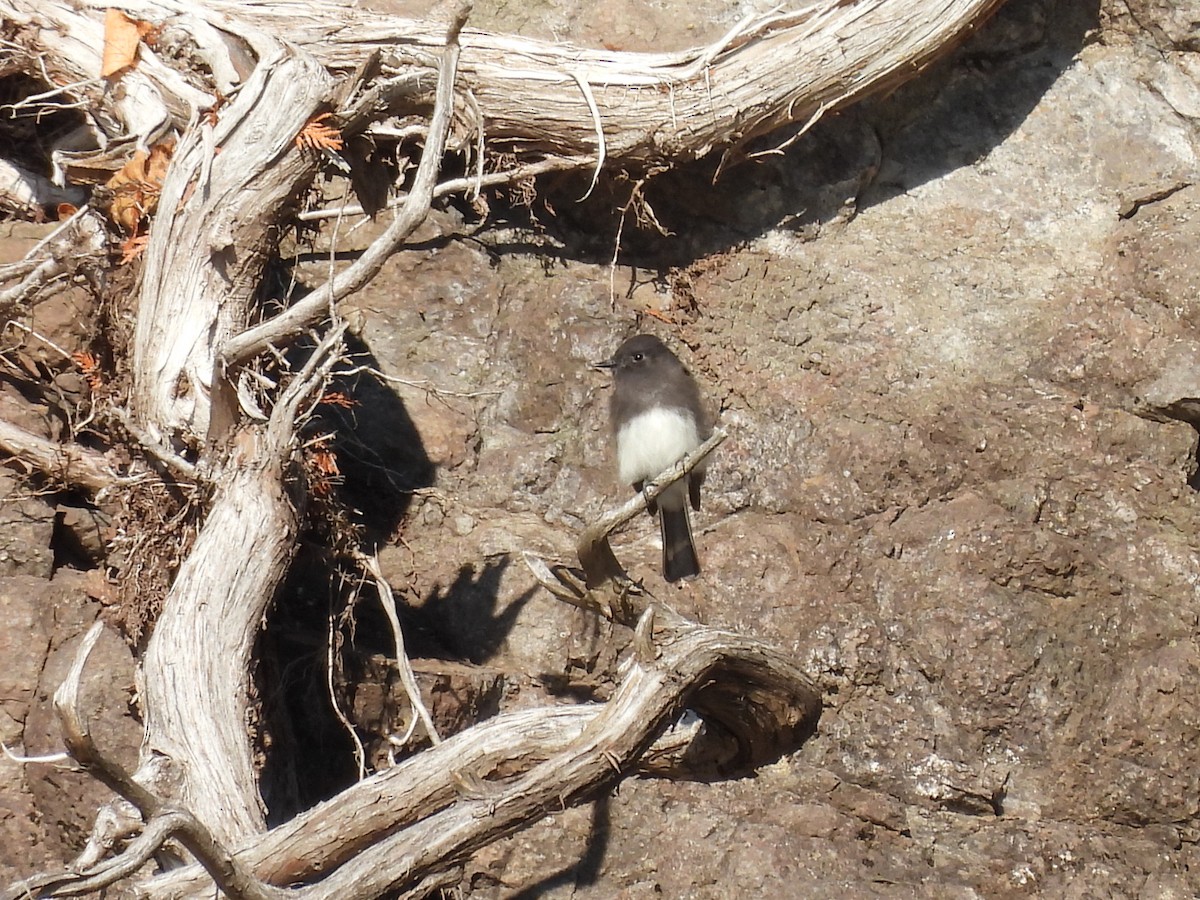 Mosquero Negro - ML644617935