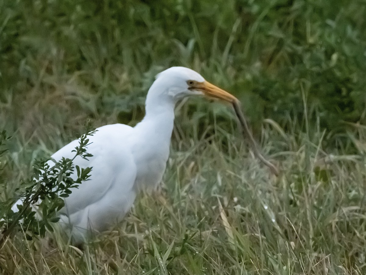 Kuhreiher - ML644617948