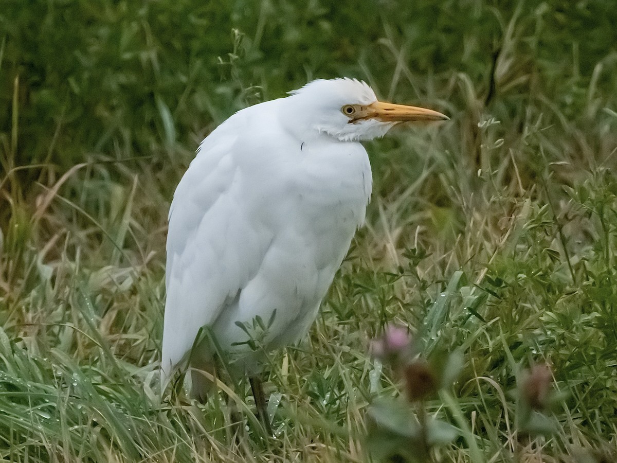 Kuhreiher - ML644617950