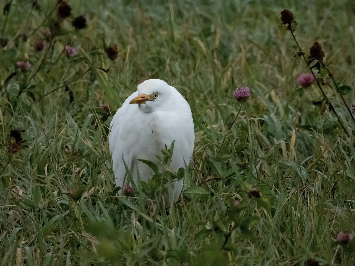 Kuhreiher - ML644617951